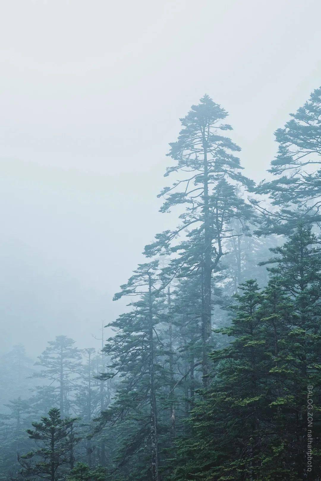 2024年海南雨林大叶茶品牌推介及产销对接招商洽谈活动在京举行